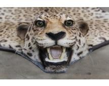 *TEXAS RESIDENTS ONLY* Rarely Seen JAGUAR Hide Rug with Mounted Head