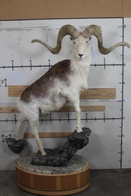 *TEXAS RESIDENTS ONLY* Life-sized MARCO POLO Sheep on a Granite and reproduction Rock Base with