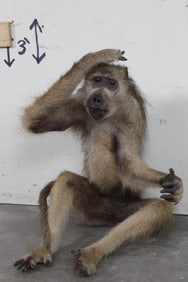 Life-sized Freestanding BABOON