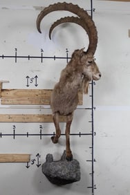Half Body MID-ASIAN IBEX with XXL Horns on a Simulated Rock Base Wall Hanger