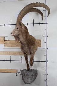 Half Body MID-ASIAN IBEX with Big Horns on a Simulated Rock Wall Hanger