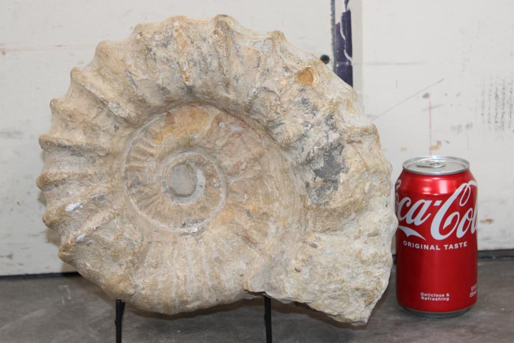 Big AMMONITE Fossil from Madagascar with a Display Stand. Weight: 17 lbs 12 oz (1 of 7)