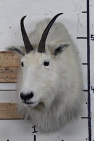 MOUNTAIN GOAT Shoulder Mount