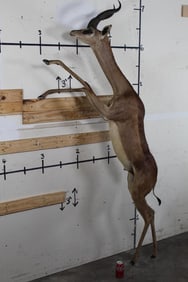 Life-sized GERENUK with No Base and 2 Leg Bolts