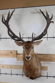 XXL 22-Point RED STAG Shoulder Mount