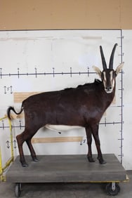Life-sized SABLE on a Wooden Base with Removable Horns