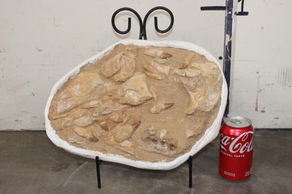 MOSASAUR Skull Fossil in its Original Rock Matrix