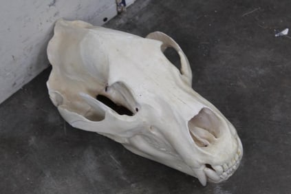 BROWN BEAR Skull with All its Teeth