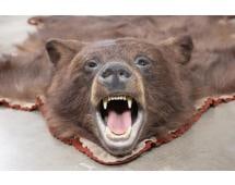 Double Felted Chocolate Phase BLACK BEAR Rug with its Mounted Head