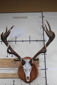 15-Point RED STAG DEER Skull Euro Mount on a Wooden Plaque
