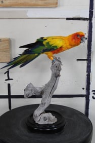 *Rare* Life-sized SUN CONURE Perched on a Branch with a Wooden Base