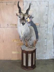 ELAND Pedestal Mount on a Wooden Base with Kudu Hide Panels