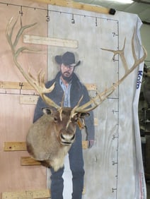 XL Double Shovel 31-Point CARIBOU Shoulder Mount