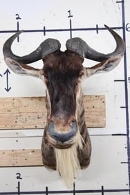 WHITE BEARDED GNU Shoulder Mount