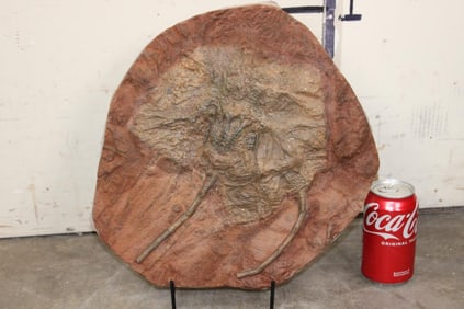 Big CRINOID SCYPHOCRINITES ELEGANS Fossil Plate from Morocco. Weight: 12 lbs