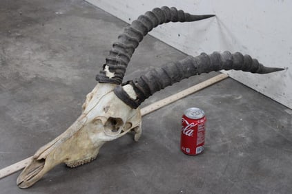 XXL TOPI Skull