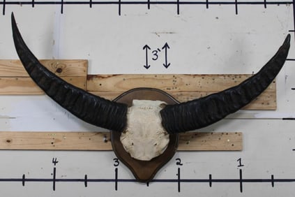 XL WATER BUFFALO Horns on a Skull Cap