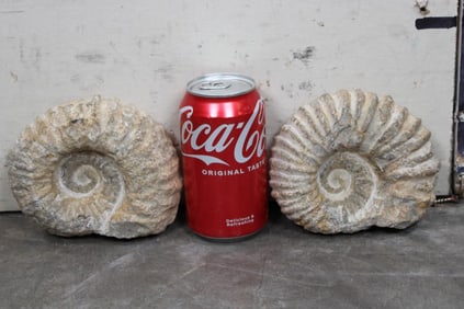 2 AMMONITE Fossils From Madagascar