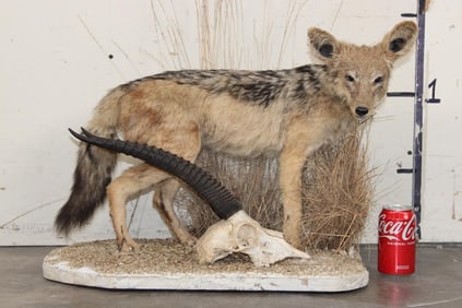 Life-sized BLACK-BACKED JACKAL Mounted with a GAZELLE Skull