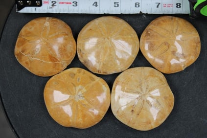 5 SEA URCHIN Fossils (ONE$)