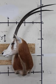 *TEXAS RESIDENTS ONLY* SCIMITAR HORNED ORYX Shoulder Mount