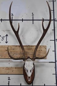 AXIS DEER Skull on a Wooden Plaque
