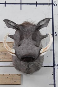 WARTHOG Shoulder Mount with Respectable Tusks