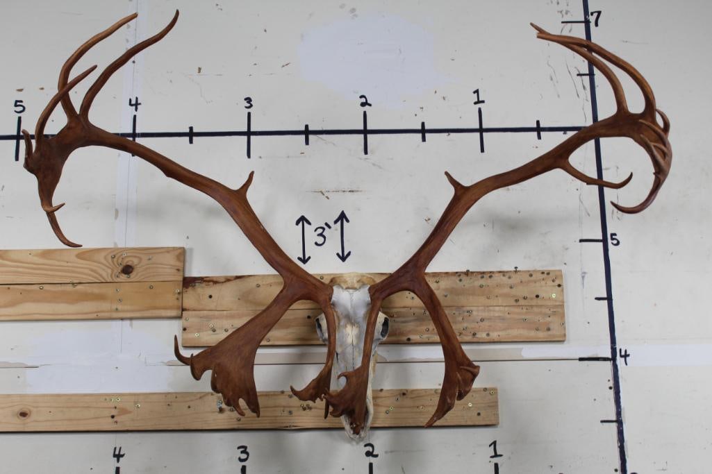 XL Double Shovel 37-Point CARIBOU Skull (1 of 11)