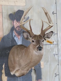 12-Point WHITETAIL DEER Shoulder Mount with a Tall Basket