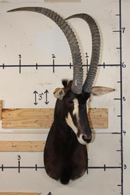 Big SABLE Shoulder Mount with Removable Horns