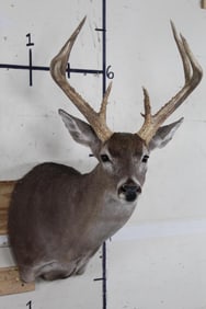 9-Point WHITETAIL DEER Shoulder Mount
