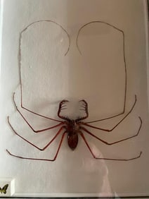 Giant WHIP SCORPION Specimen in a Display Frame