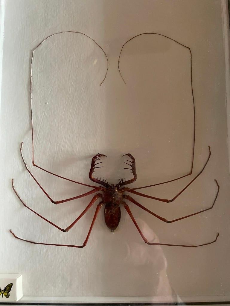 Giant WHIP SCORPION Specimen in a Display Frame (1 of 4)