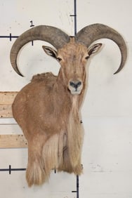 Big AOUDAD Wall Pedestal