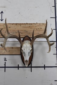11-Point WHITETAIL DEER Skull