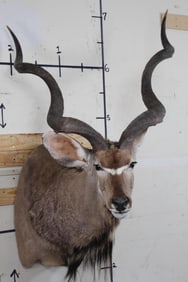 Big KUDU Shoulder Mount