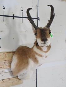PRONGHORN Shoulder Mount