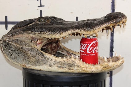 *New* Big ALLIGATOR Head