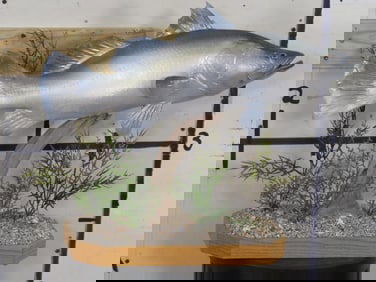 BARRAMUNDI aka Asian Sea Bass Mount on an Underwater Scene Base