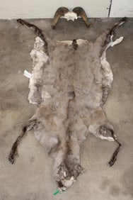 Life-sized SIBERIAN SNOW SHEEP Cape and Horns on a Skull Cap