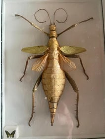 GREEN NYMPH STICK INSECT Specimen in a Display Frame