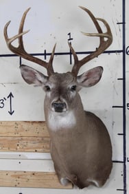 8-Point WHITETAIL DEER Shoulder Mount