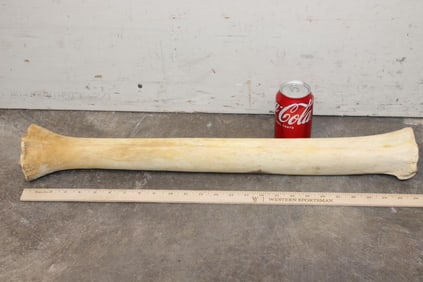 GIRAFFE Leg Bone