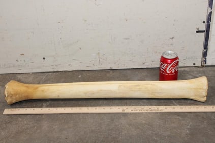 GIRAFFE Leg Bone