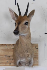 COMMON DUIKER Shoulder Mount