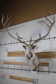 Big 24-Point CARIBOU Shoulder Mount