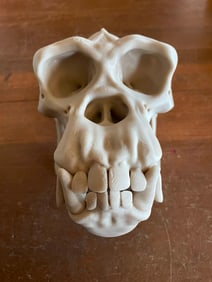 Very NICE Reproduction CHIMPANZEE Skull
