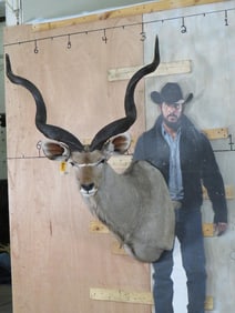Big KUDU Shoulder Mount