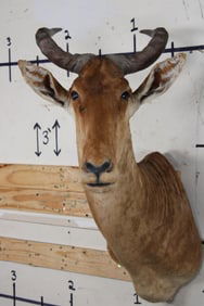 COKE'S HARTEBEEST Shoulder Mount