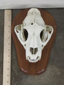 MOUNTAIN LION Skull on a Wooden Plaque